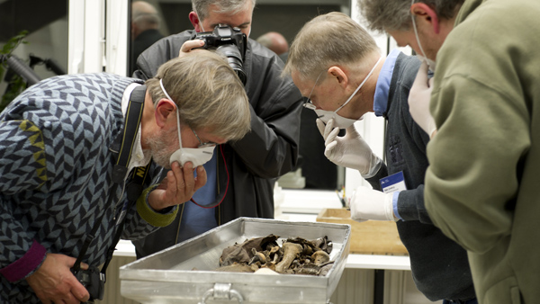 Jens Vellev, Vladimír Kelnar, Niels Lynnerup a Petr Veleminský prohlížejí rakev s ostatky Tycha Braha. Foto: Jacob C. Raven, Aarhus University