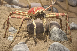 Collection of invertebrates, excluding insects