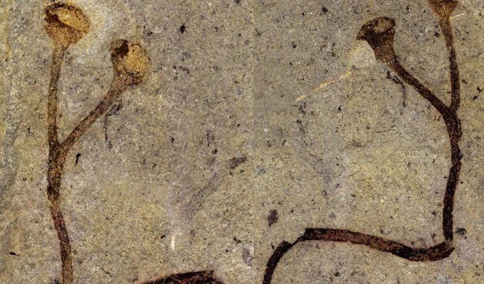 The world oldest plant macrofossil was discovered in collections of the National museum