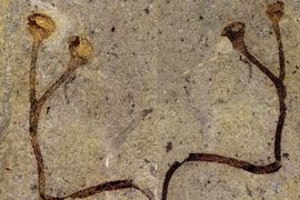 The world oldest plant macrofossil was discovered in collections of the National museum