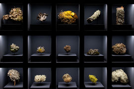 The World of Fungi, Lichens and Plants