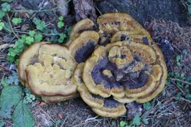 Mycological collection