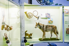 Music Menagerie