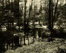 Rusalka’s pond