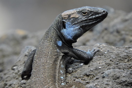 Collection of amphibians and reptiles