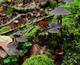 Helmovka louhová (Mycena stipata), foto: Jan Holec, NM