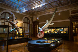 Komentované prohlídky expozice Okna do pravěku