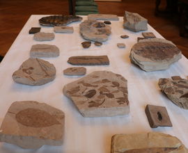 Sbírka fosilií