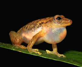 Objev nového rodu žáby z Konga