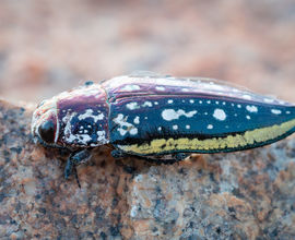 Krasec Pseudotaenia spilota, jeden z cílových druhů expedice