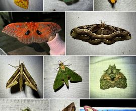 Obrázek 10. Druhová rozmanitost nočních motýlů tropického deštného lesa v Kamerunu, přilákaných na světelnou past.