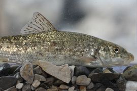 Evoluční vztahy mezi parmami rodu Barbus (Cyprinidae) s důrazem na Řecko 