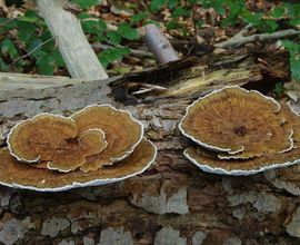 Síťkovec načervenalý (Daedaleopsis confragosa), foto: Jan Holec, NM