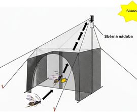 Obrázek 6. Schematický nákres funkce Malaiseho pasti.