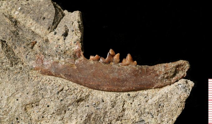 Unikátní nález dosud neznámého druhu pravěké šelmy se podařil paleontologům Národního muzea a Přírodovědecké fakulty UK, po Francii je to druhý podobný objev v Evropě