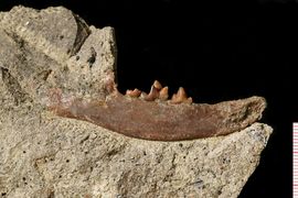 Unikátní nález dosud neznámého druhu pravěké šelmy se podařil paleontologům Národního muzea a Přírodovědecké fakulty UK, po Francii je to druhý podobný objev v Evropě