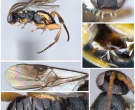 Obrázek 12. Nový druh lumčíka (Hymenoptera: Braconidae) rodu Diolcogaster Ashmead, 1900 z vesnice Ebogo, který se díky své unikátní morfologii dokáže pohybovat uvnitř stonků rostlin, kde hledá své hostitele.