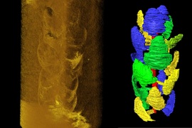  Iberian Amber: An Exceptional Record of Cretaceous Forests at the Rise of Modern Terrestrial Ecosystems