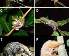 Obrázek 15. Noční živočichové tropického deštného lesa u vesnice Ebogo: A) chameleon hřebenatý (Trioceros cristatus); B) brokesie listová (Rhampholeon spectrum); C) rákosnička rodu Leptopelis; D) plch rodu Graphiurus; E) luskoun bělobřichý (Phataginus tricuspis); F) poto zlatý (Arctocebus aureus).