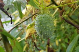 Prahou za přírodou: Botanická exkurze