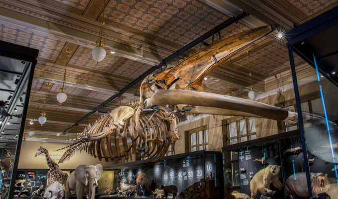 Velryba je zpět! Národní muzeum otevírá stálou expozici Zázraky evoluce  a spouští novou propagační kampaň