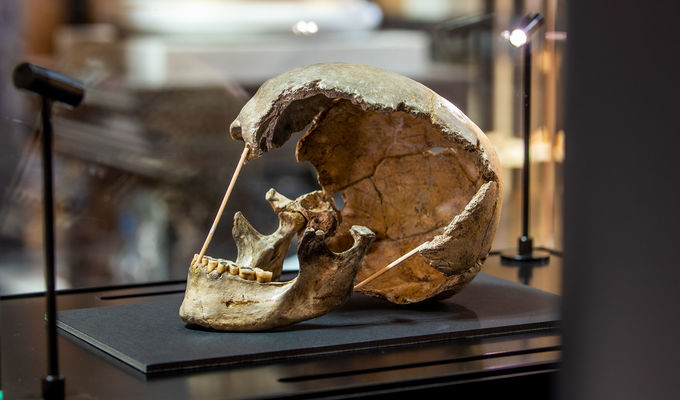 Nejstarší genom moderního člověka byl objeven v Národním muzeu