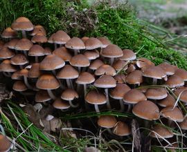 Křehutka vodomilná (Psathyrella piluliformis), foto: Jan Holec, NM