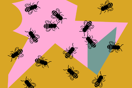 Úvod do řeči včel – včelí tanečky pro začátečníky 