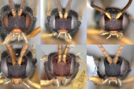 Malí ale početní: lumčíci podčeledi Microgastrinae