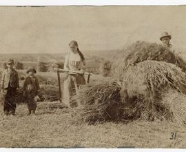 Žně, skládání mandelů, 1894, Malenovice u Napajedel. Foto: P. Socháň.