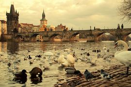 Prahou za přírodou: Za zimujícími obyvateli Vltavy