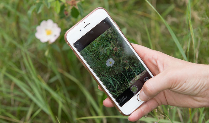 Zapojte se i letos do poznávání městské přírody! City Nature Challenge 2021 začíná 30. dubna.