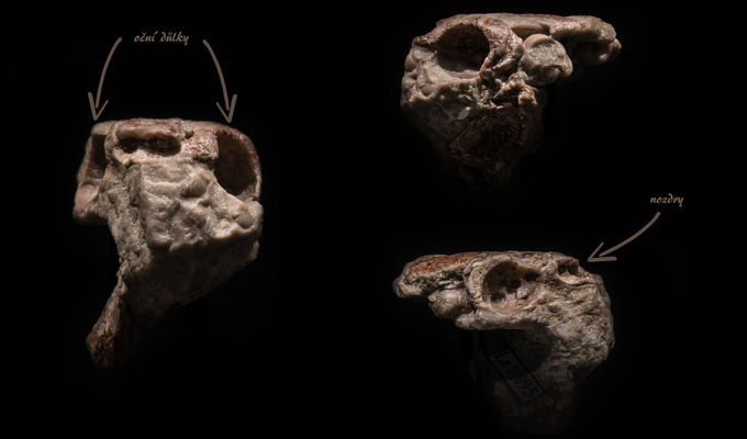 Zkameněliny z Národního muzea změnily pohled na počátek evoluce zubů