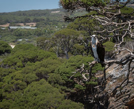 Orlovec australský (Pandion cristatus) hlídající svůj lovný revír