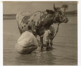 Chasník myjící krávu, 1906, Nová Ves u Uherského Hradiště. Foto: E. Raup.